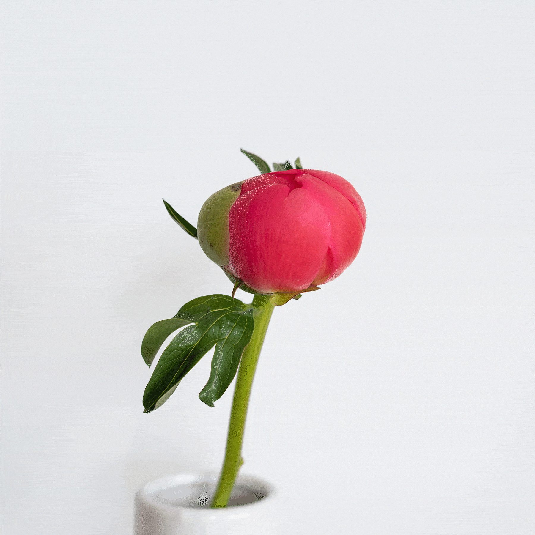 peonias comprar